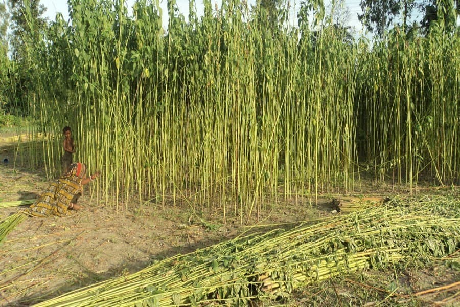 Incentives for agro- and jute-processing units in EPZs