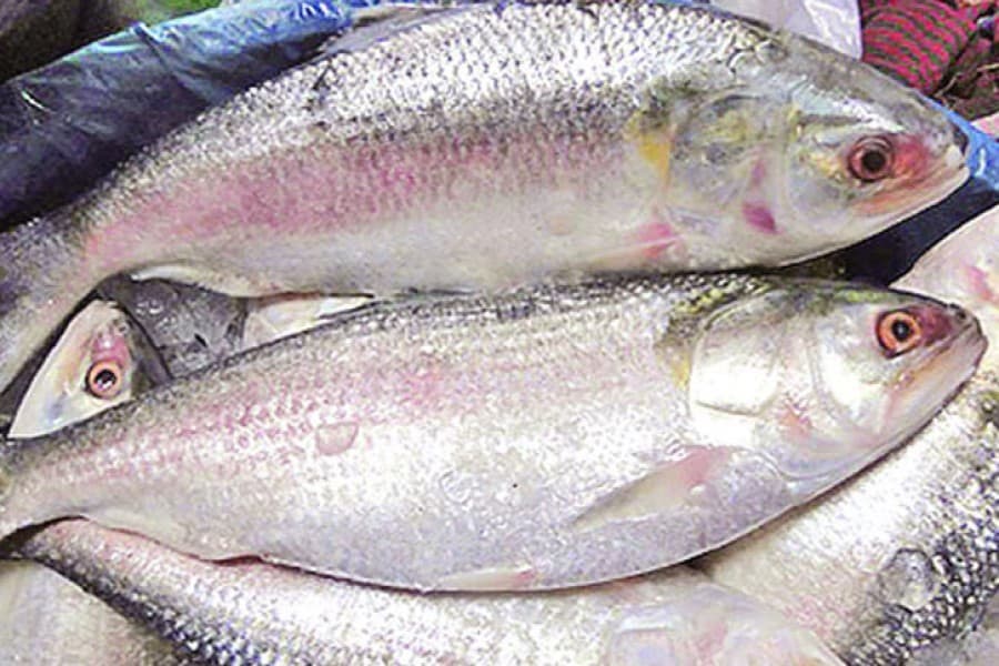 Attaining exportability of Hilsa