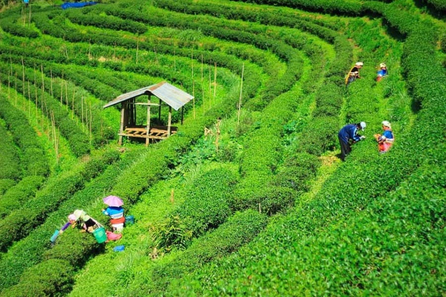 Tea cultivation to be widened on slopes of Garo Hills