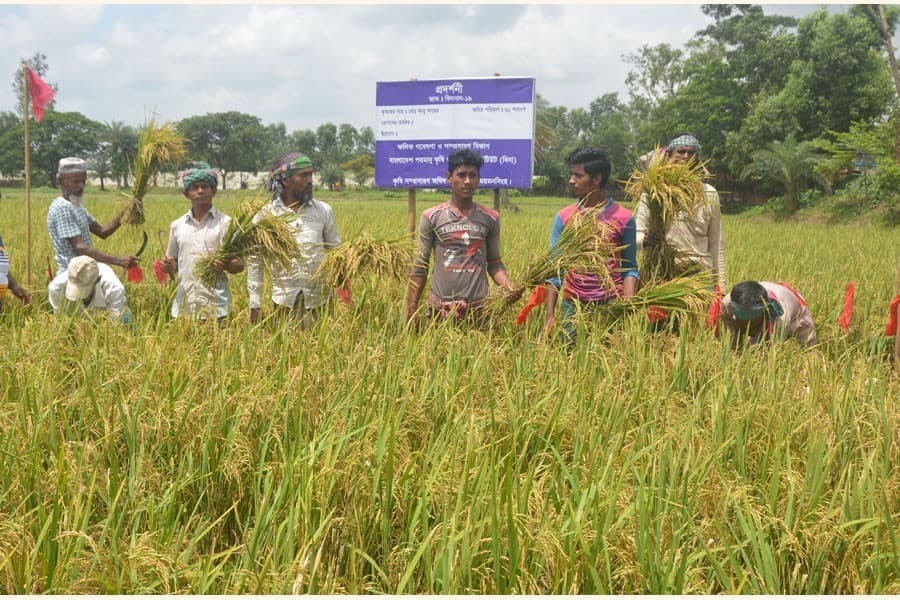Mymensingh farmers can grow four crops in a year