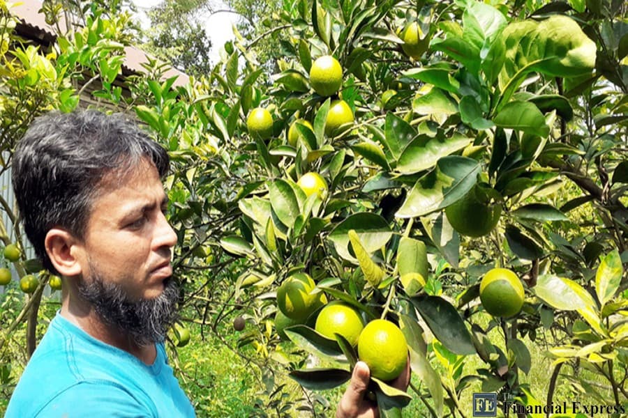 Bright prospect of green malta beckons Cumilla farmers