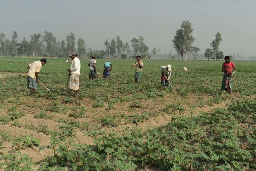 Potato growers in Joypurhat expect windfall profit