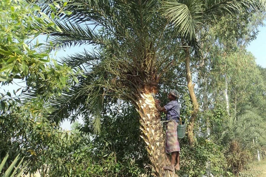 Date juice collectors getting ready as winter is around the corner