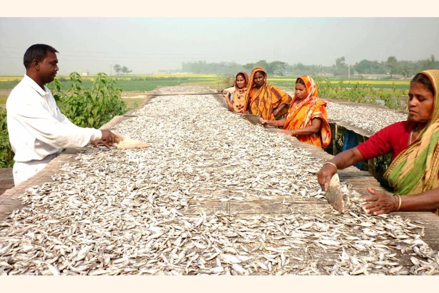 30pc dry fish remain unsold in Pabna