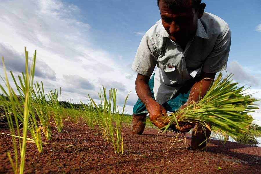 Bangladesh farmers deserve digital card for various services: Stakeholders
