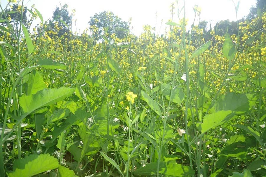 Mustard growers in Magura expect good harvest