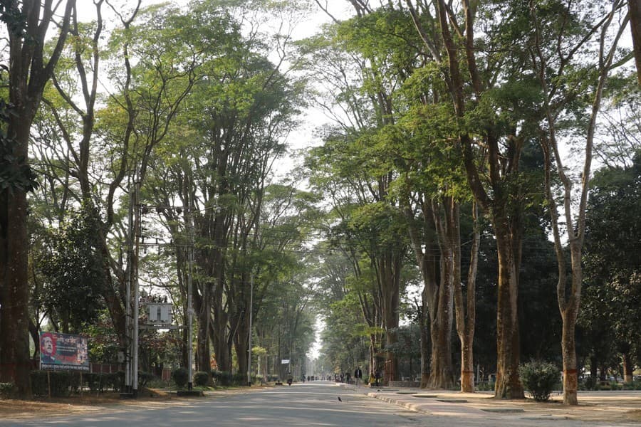 Rajshahi University campus turns green