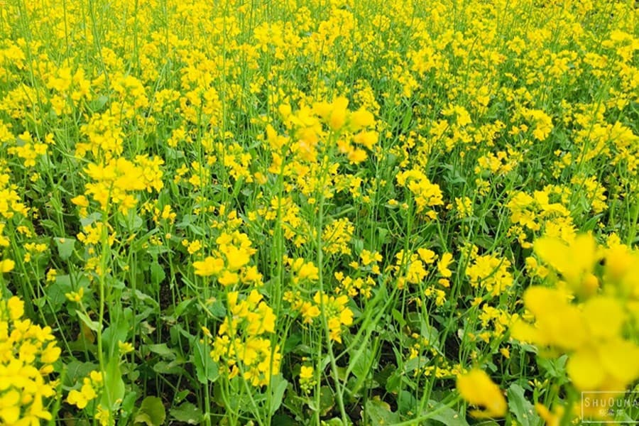 Mustard farming, interest in beekeeping growing in Sylhet