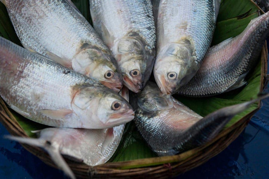 Two-month fishing ban in five hilsa sanctuaries begins Monday