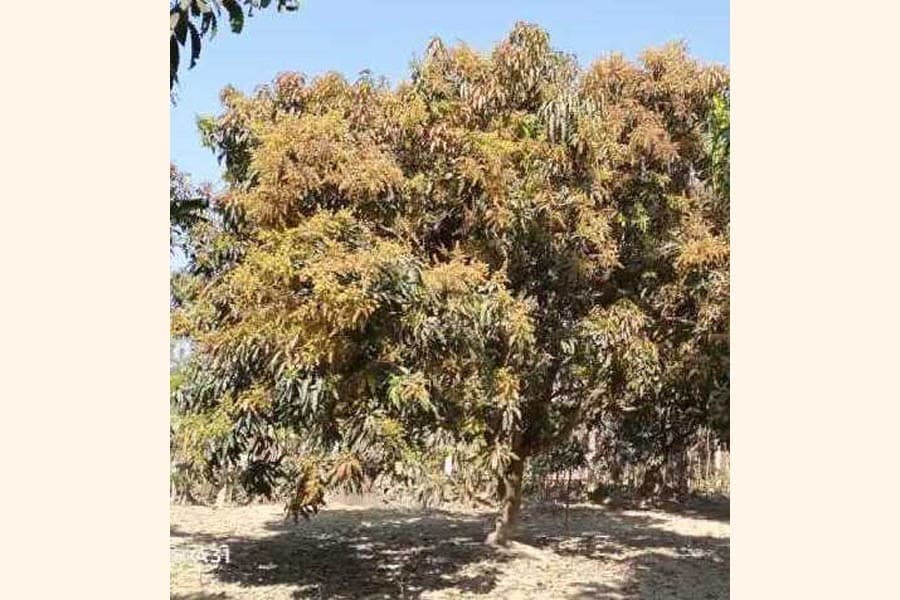 Mango growers in Jhenidah expect a good production