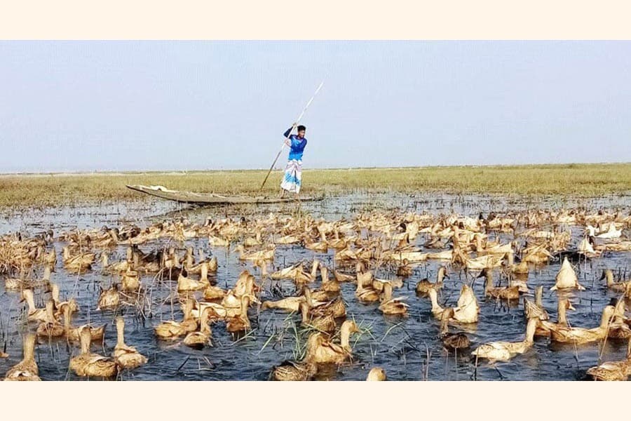 Duck farming at Sunamganj haor brings fortune to Ejharun Mia