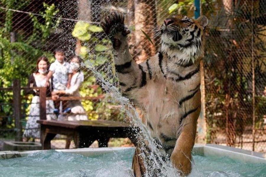 As temperatures up, tigers get chicken ice pops