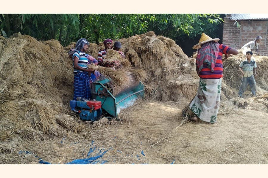 Bangladesh government set to procure Boro directly from farmers
