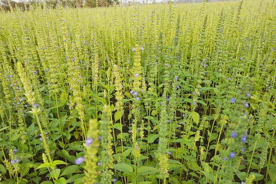 Commercial cultivation of chia seeds creates enthusiasm