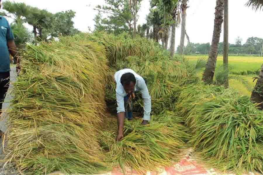 Boro harvesting begins amid labour shortage