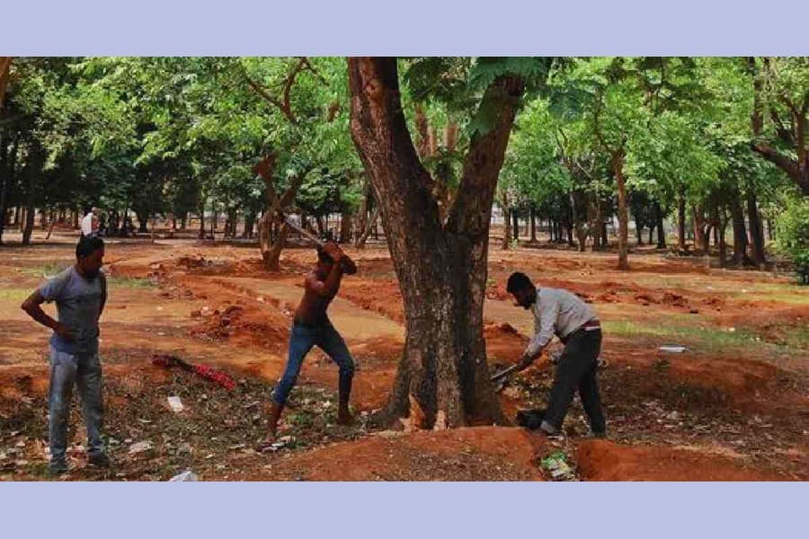 Writ seeks HC directives to prevent felling of trees at Suhrawardy Udyan