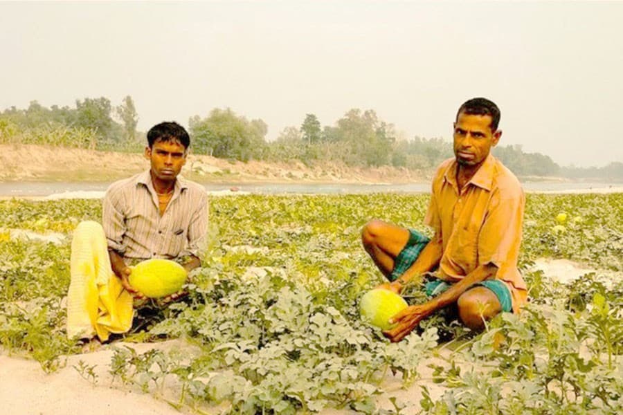 Vegetables farmers incur losses in absence of cold storage facility