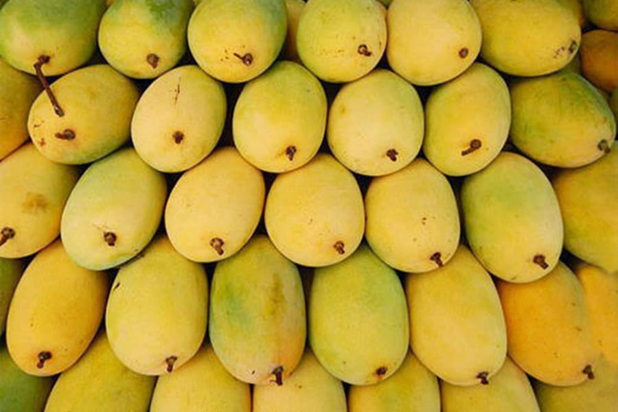 Export of mango of Satkhira, Rajshahi to Europe begins