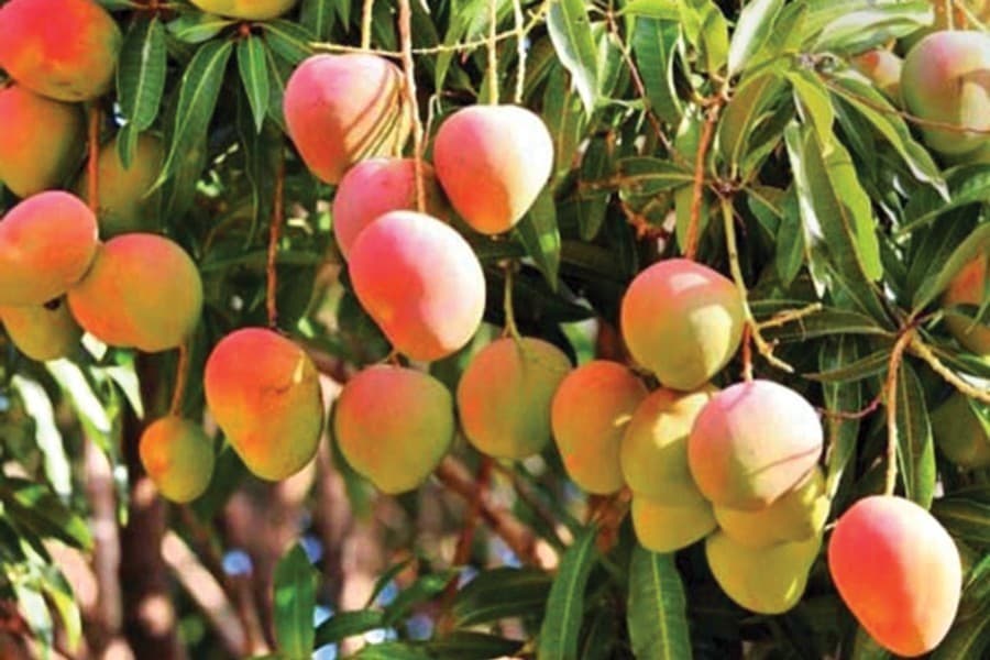 Mangoes' export potential