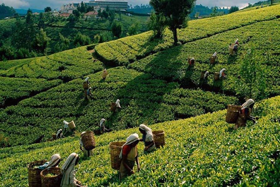 National Tea Day to be observed Friday