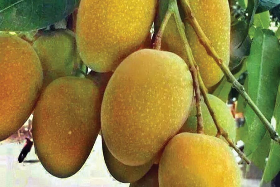 Low prices disappoint Rajshahi mango producers