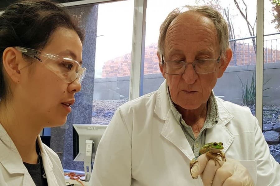 Australian scientist speaks to frogs, fears their silence