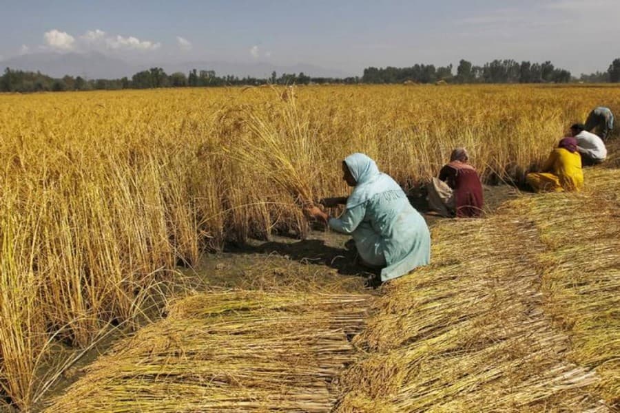 India's digital database for farmers raises concerns about privacy, exclusion