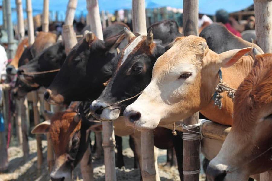 Dhaka city's cattle markets get going, just officially
