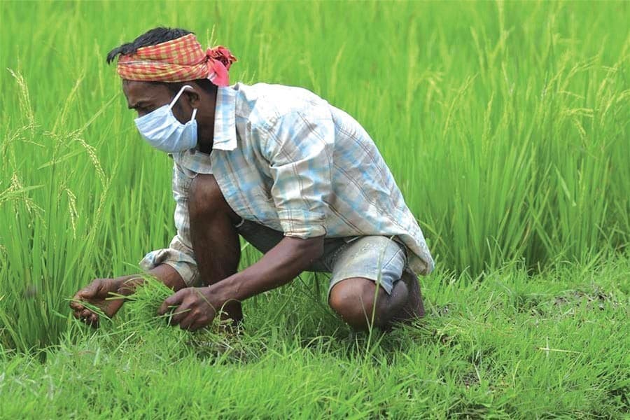 New type of rice brings new hope for coastal farmers