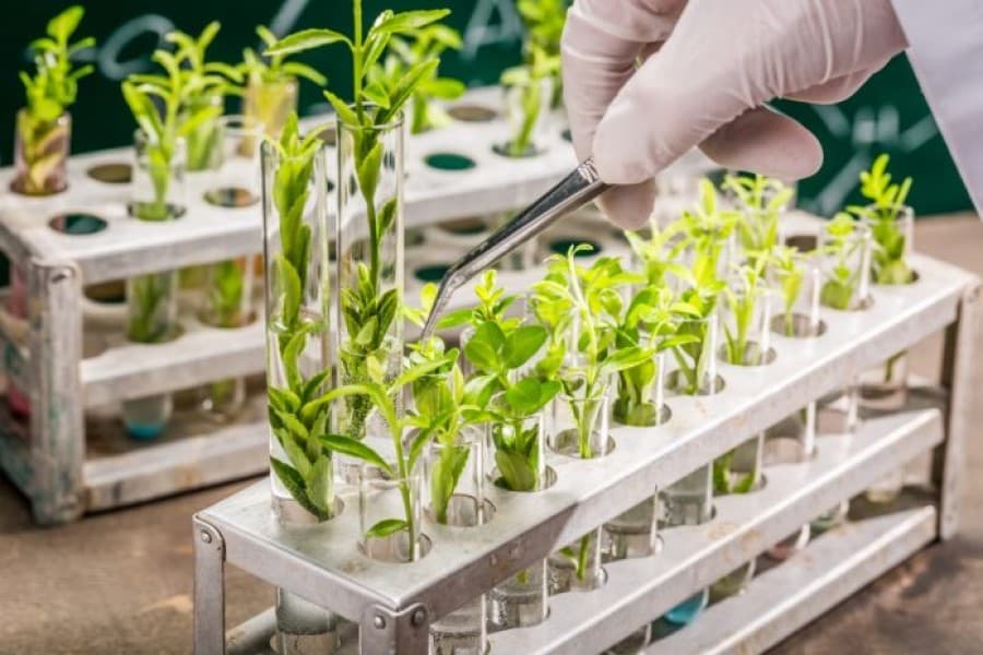 Plant breeding: Answer to food security in Bangladesh