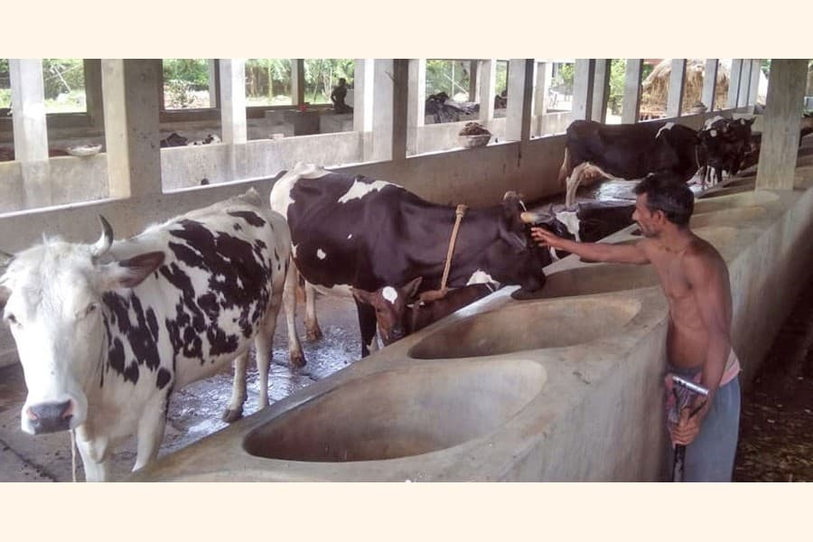 Fatteners frustrated with unsold cattle
