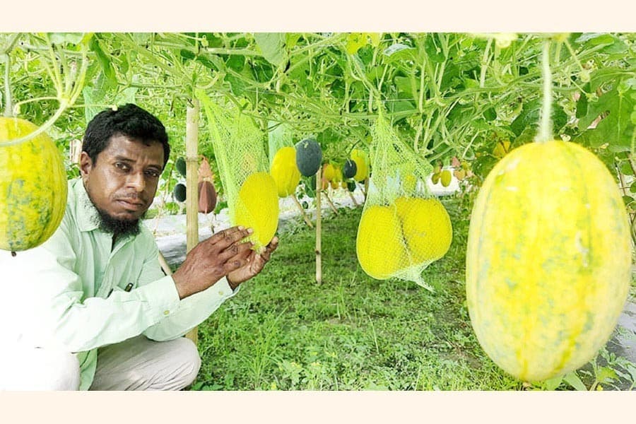 Off-season watermelon farming gaining momentum in Natore