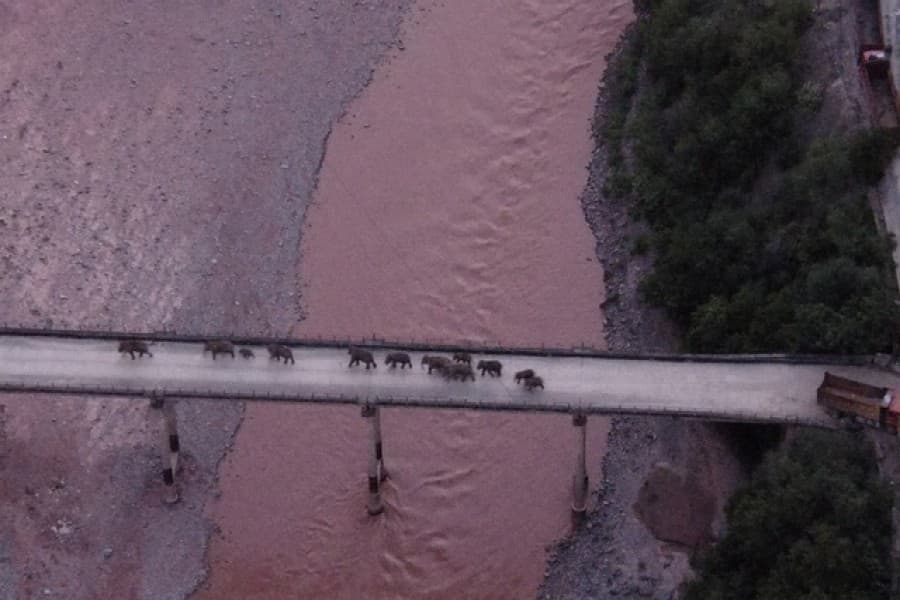 China's elephants head to safety after long trek