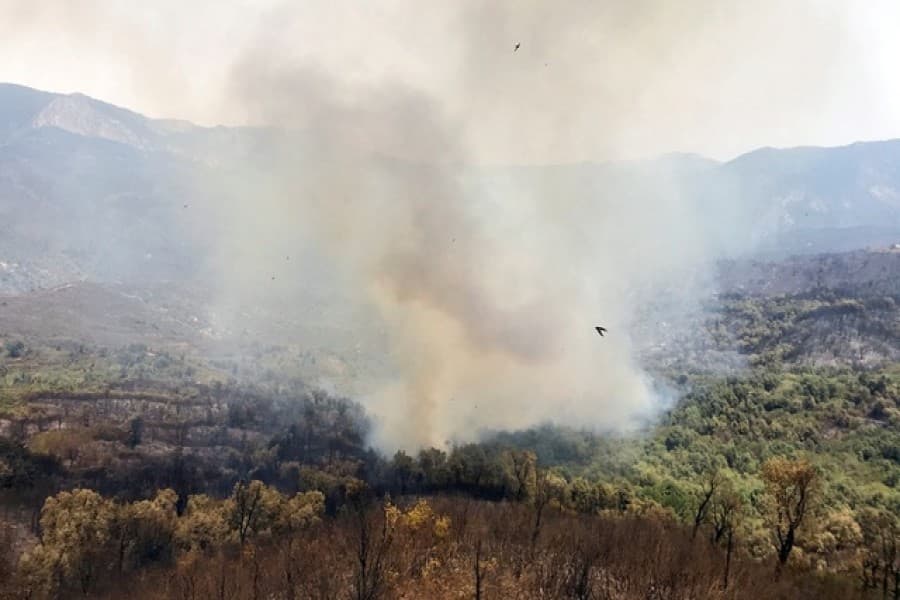 Algerian wildfires leave 65 dead, Greece and Italy burn