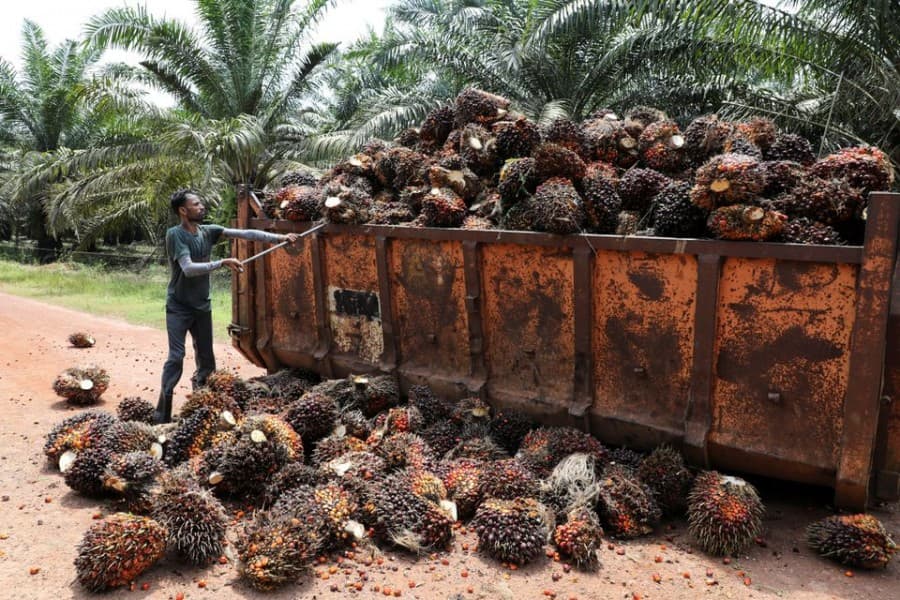 Rats, drought, labour shortages during pandemic eat into edible oil recovery