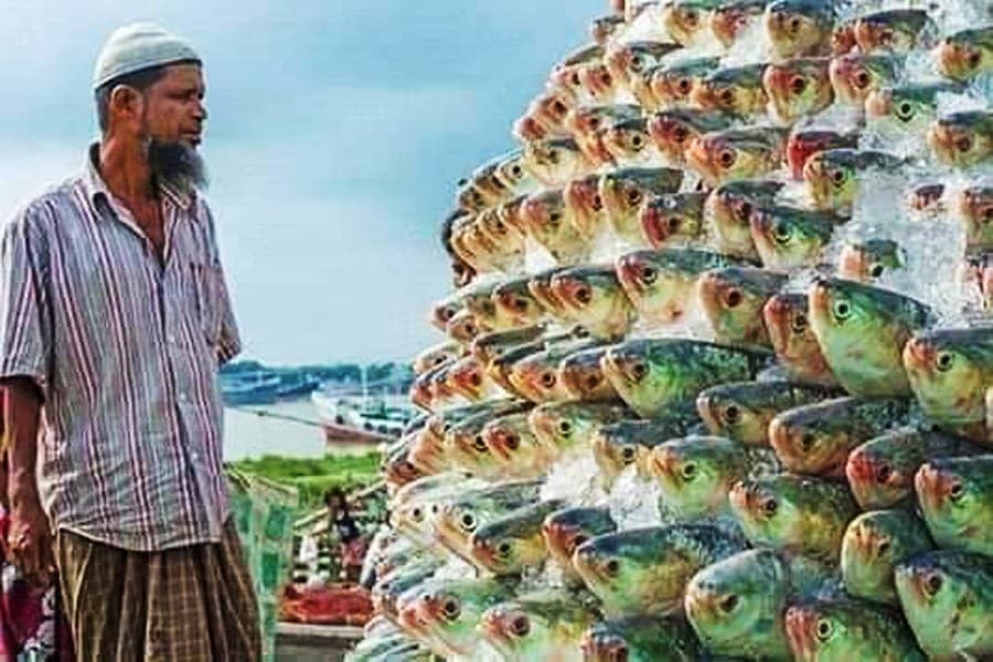 Bangladesh to export 2080 tonnes of ilish to India