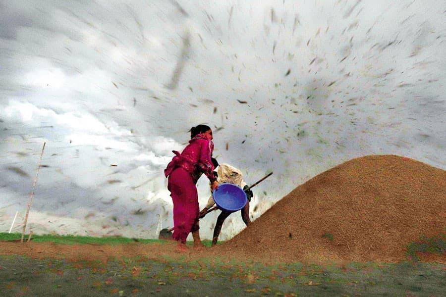 Bangladesh sees low crop yields from costlier farming due to erratic weather