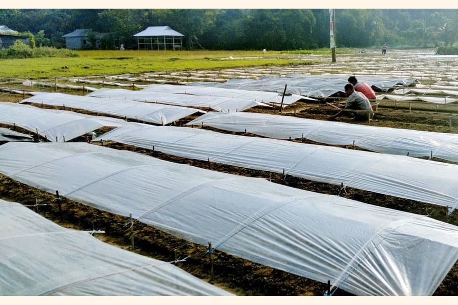 A village of vegetable-saplings repute