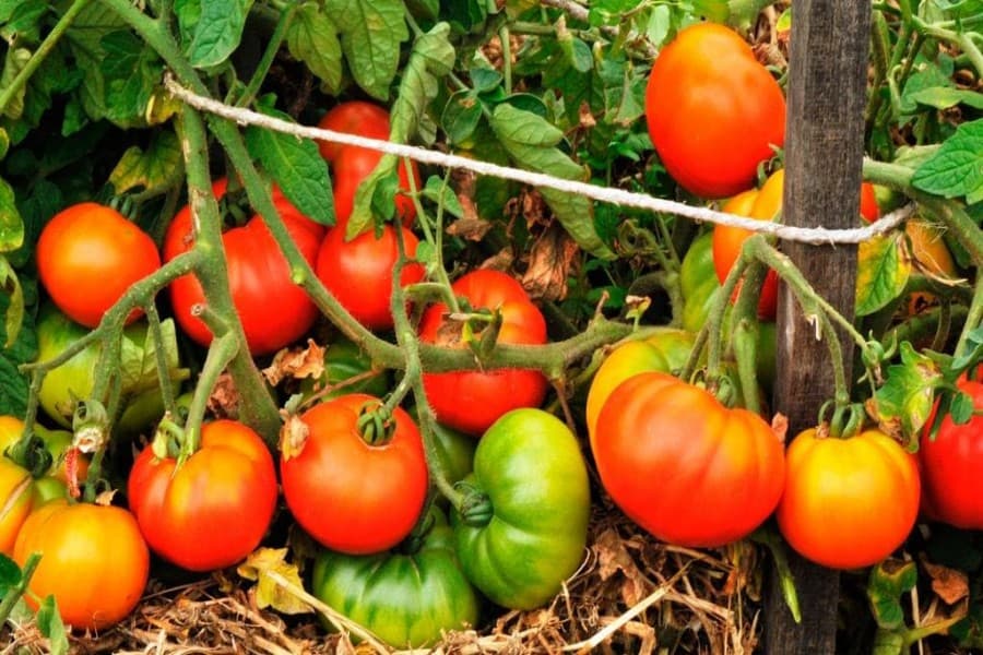 Prices of tomatoes, bitter gourd, lemon go up