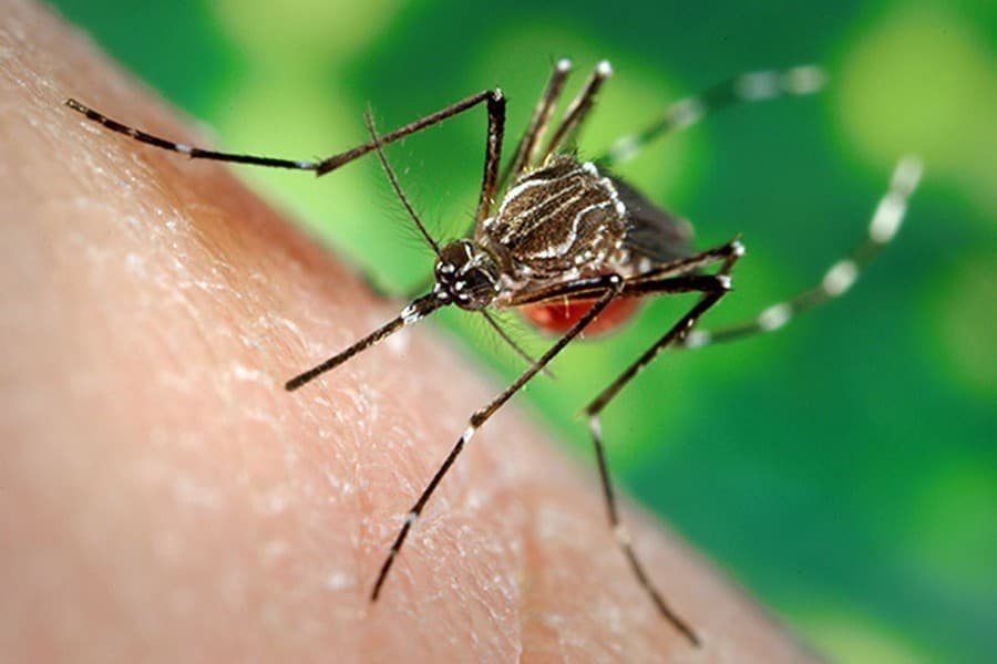 123 more hospitalised with dengue in 24 hours