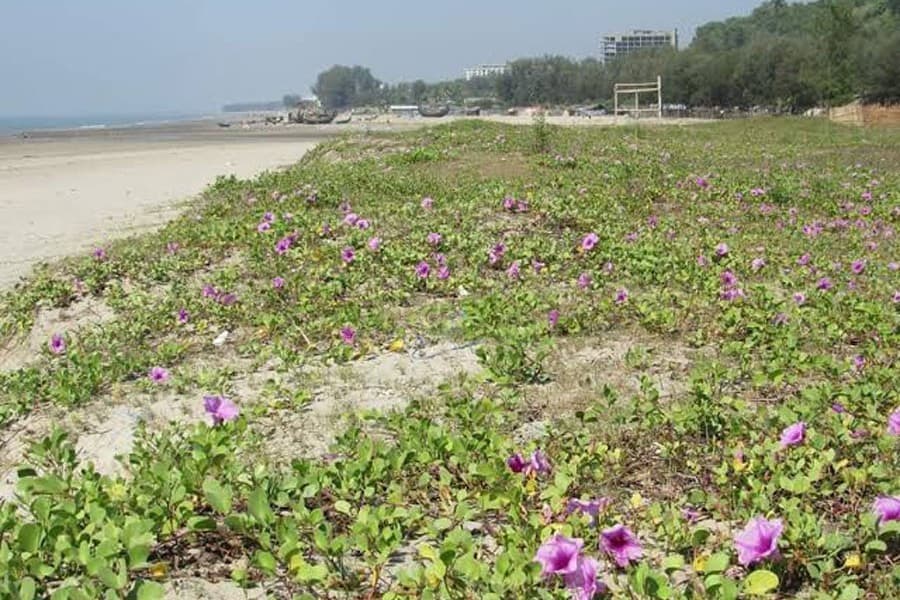 Seaweeds protect sand dunes of Cox's Bazar beach