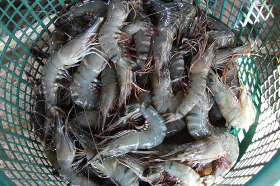 Diversifying shrimp export