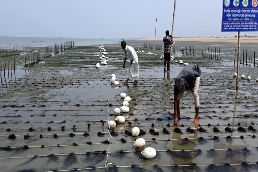 Pilot algae farming project pays off