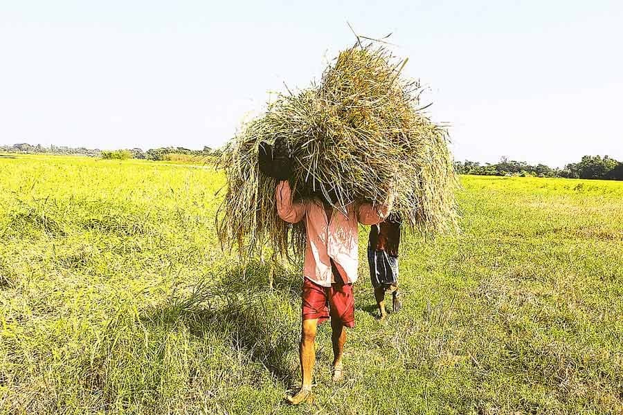 Bumper Aman yield makes farmers happy