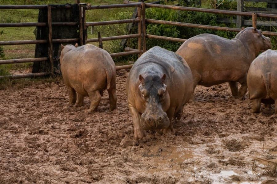 Two hippos in Belgian zoo test positive for COVID-19