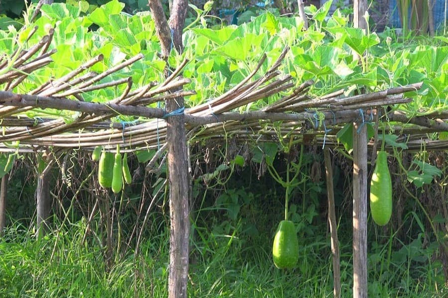 Farmers of Netrokona haor cultivating sweet gourds