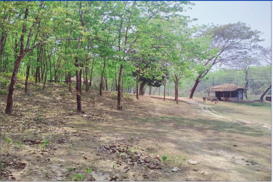 Ramu rubber farming in a tight spot