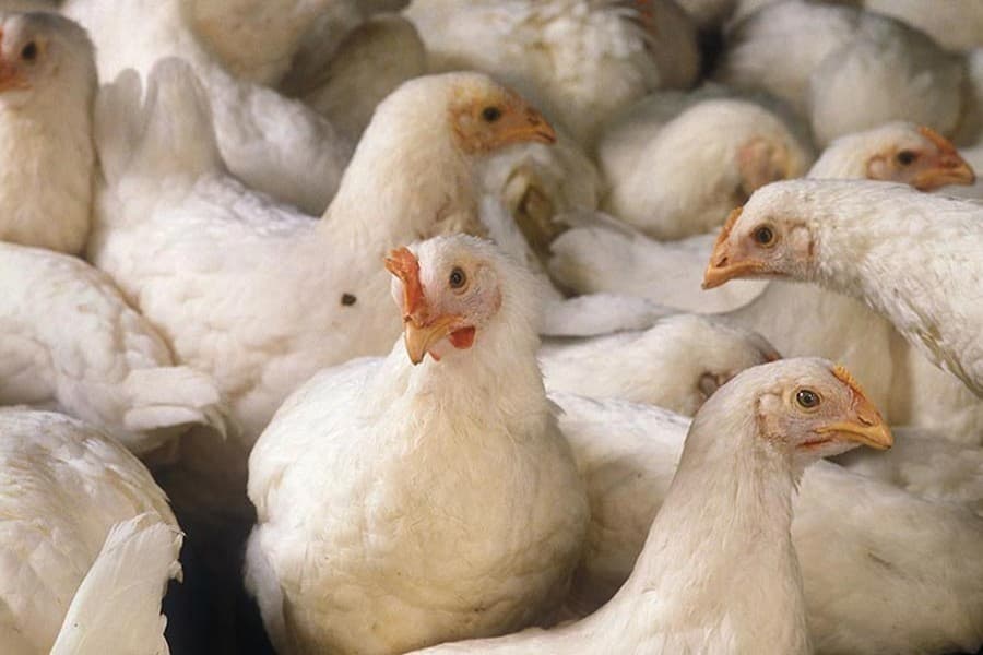 Broiler becomes costlier