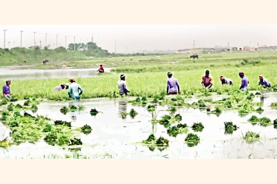 4,000 hectares of Boro crops submerged