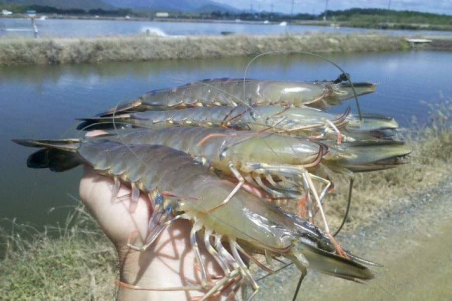Shrimp exporters want green signal for commercial cultivation of King Prawn